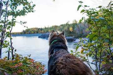 dog on a hike in the mountains