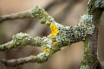 Close up of lichen on branch of tree