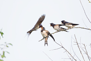 An adult barn swallow (Hirundo rustica) feeding its family that is perched on a branch.