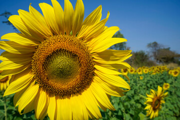 Naklejka premium Flowering sunflower in the field. Sunflowers have abundant health benefits. Sunflower oil improves skin health and promote cell regeneration.