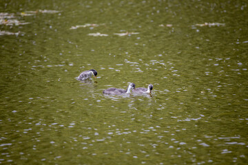 Fulica atra birds swim in a green pond.