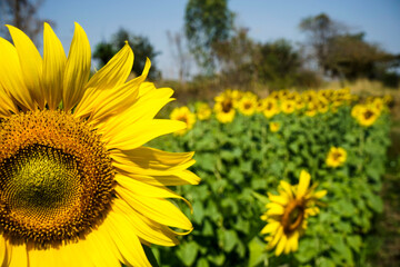 Flowering sunflower in the field. Sunflowers have abundant health benefits. Sunflower oil improves...