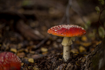 Red mushroom in the forest