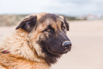 german shepherd dog