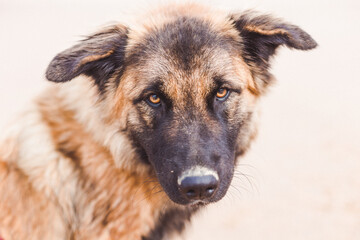 portrait of a shepherd in a close up