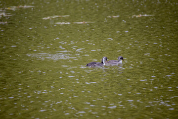 Fulica atra birds swim in a green pond.