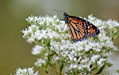 573-33 Monarch Butterfly on Boneset