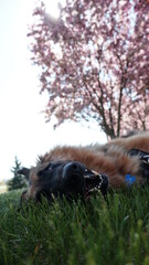 dog laying in the grass