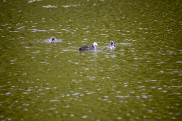 Fulica atra birds swim in a green pond.
