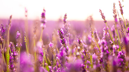 field of lavender