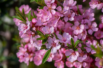 Prunus tenella dwarf Russian Almond pink flowers in bloom, beautiful ornamental plant in bloom