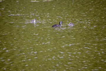 Fulica atra birds swim in a green pond.