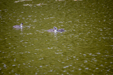 Fulica atra birds swim in a green pond.