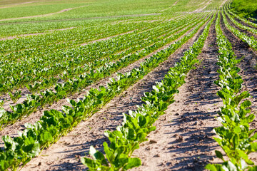 Fototapeta na wymiar sugar beet in the agricultural field
