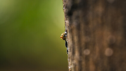 Close up view of a drop of fir resin dropping from a tree with green background