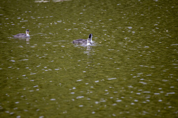 Fulica atra birds swim in a green pond.