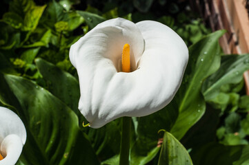 Gorgeous calla lily in nature