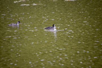 Fulica atra birds swim in a green pond.