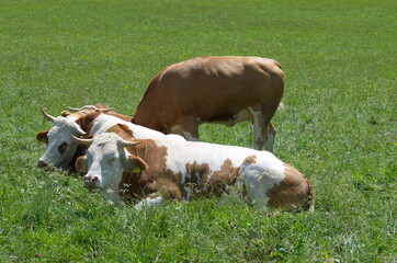 Kühe auf der Weide