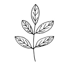Branch with leaves, vector illustration, hand drawing sketch
