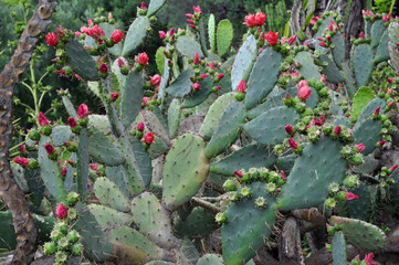 Colorful flowered prickly pear cactus.