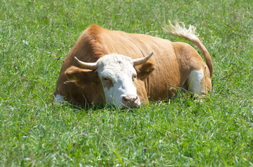 K&uuml;he auf der Weide