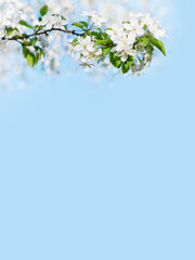 Obraz na płótnie Canvas Blooming apple tree branches white flowers green leaves blue sky background close up, beautiful cherry blossom, sakura garden, spring orchard, summer sunny day nature, floral border frame, copy space