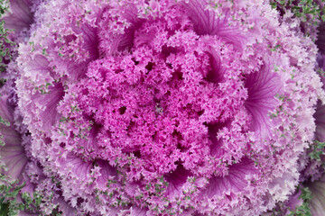 Closeup of beautiful ornamental kale pink decorative cabbage gardening element with wavy fractal like edges.