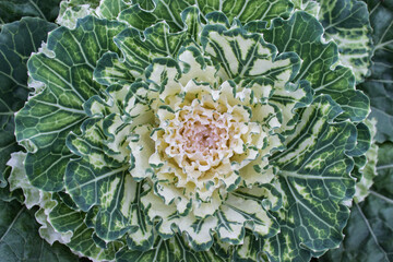 Closeup of beautiful white green decorative cabbage gardening element with fractal like dyed leaves.