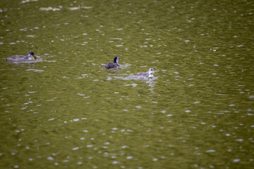 Fulica atra birds swim in a green pond.