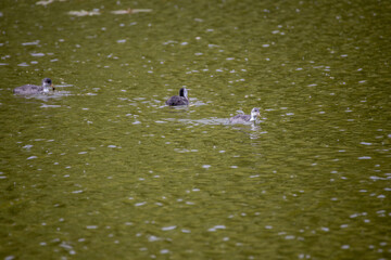 Fulica atra birds swim in a green pond.