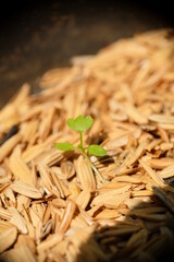 Close-up of celery seedlings in the garden.
