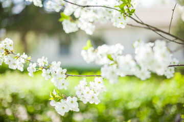 Obraz na płótnie Canvas Springtime begining in the garden. The branches of a blossoming tree in spring day in the wind. Cherry tree in white flowers. Beautiful blurring background. selective focus.