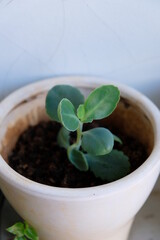 Closeup of Mother of Thousands plant.
