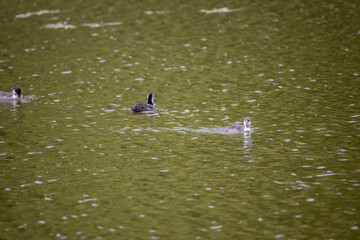 Fulica atra birds swim in a green pond.