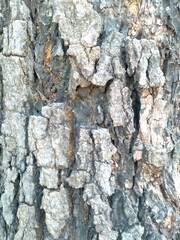 Bark with a natural crack hundreds of years old.                      