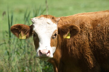 K&uuml;he auf der Weide