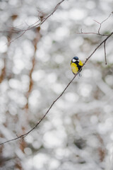 The great yellow tit (Parus) sits on a branch against snow-covered trees. Portrait of a bird on a blurred background. Selective focus, beautiful bokeh. Bird survival in winter.