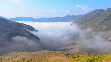 The rice fields ripen in the morning dew