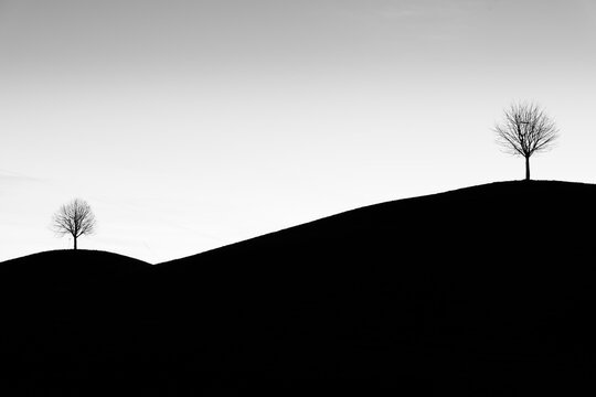 silhouettes of trees