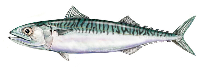 a realistic illustration of mackerel (Scomber scombrus). - obrazy, fototapety, plakaty