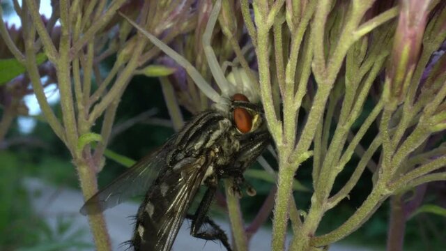 Die Ver&auml;nderliche Krabbenspinne Misumena vatia, ein typischer Lauerj&auml;ger, wartet auf Bl&uuml;ten auf unvorsichtige Insekten, die sie packen und aussaugen kann