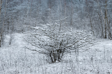 Hawthorn bush in the snow.