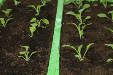 Young flower petunia seedlings in small plastic pots on blue background.