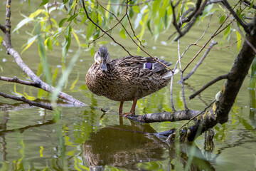 A female mallard duck stands at the shore of a pond among the leaves.