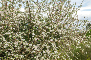 Blossoming apple tree