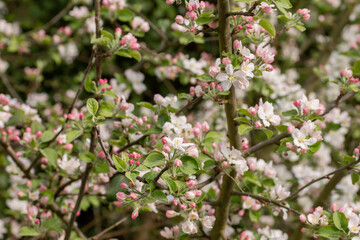 Blossoming apple tree