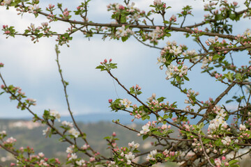 Blossoming apple tree