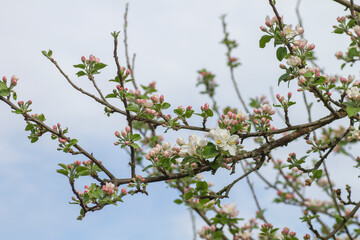Blossoming apple tree