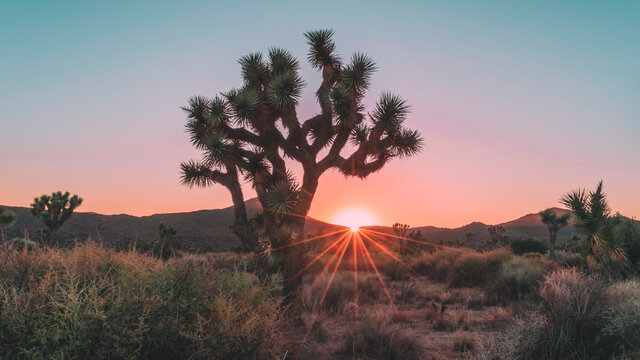 Sunburst among the Joshua Trees in the early morning light at Joshua Tree National Park, Mojave Desert, Southern California, USA.